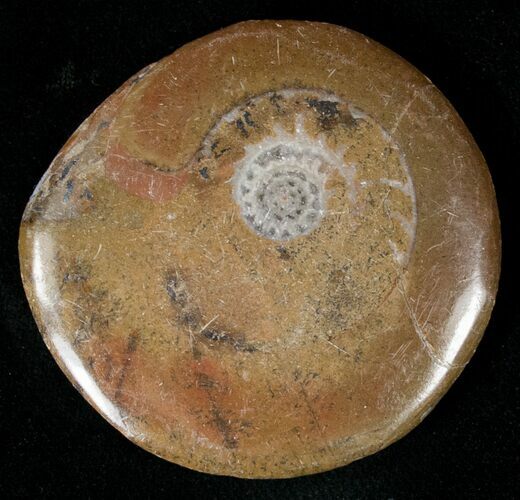Polished Goniatite Button - Morocco #18074